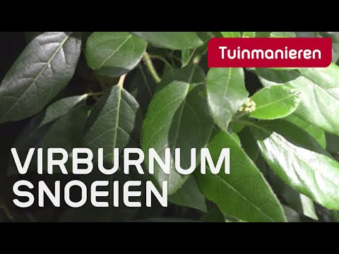 De Viburnum tinus: hoe en wanneer snoeien? | Tuinmanieren